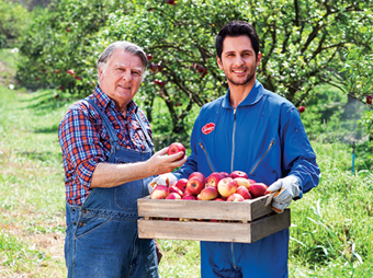 People harvesting fresh fruit in the orchards